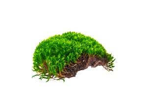 Waldmoos