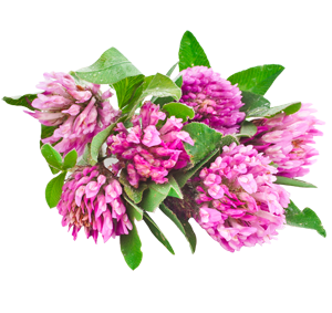 Kleeblüte